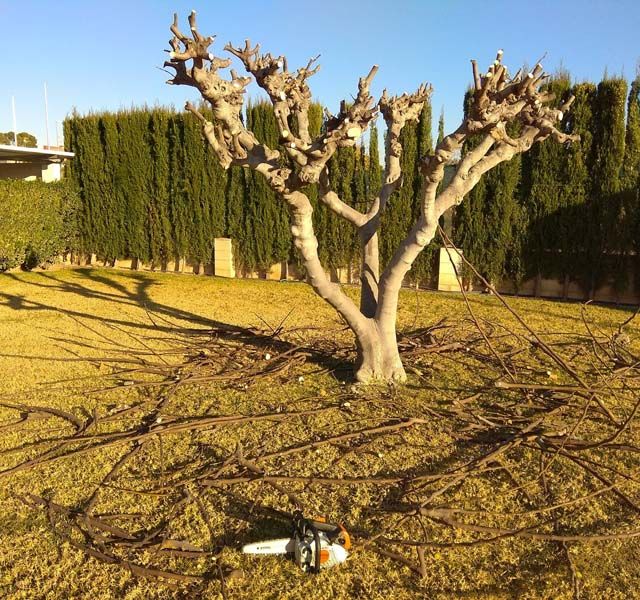 Tito Casa - Jardín - Multiservicios árbol