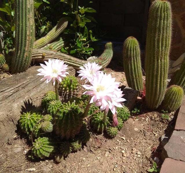 Tito Casa - Jardín - Multiservicios cactus